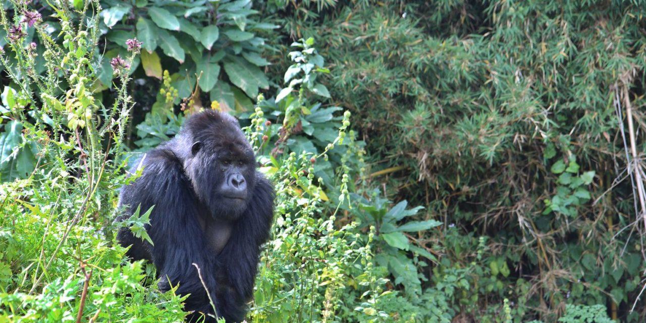Entre gorilles et safaris, le Rwanda mise sur le tourisme haut de gamme
