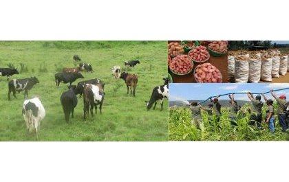 Révolution agricole au Rwanda : Style Kholkhozien ou gros agriculteurs américains ?