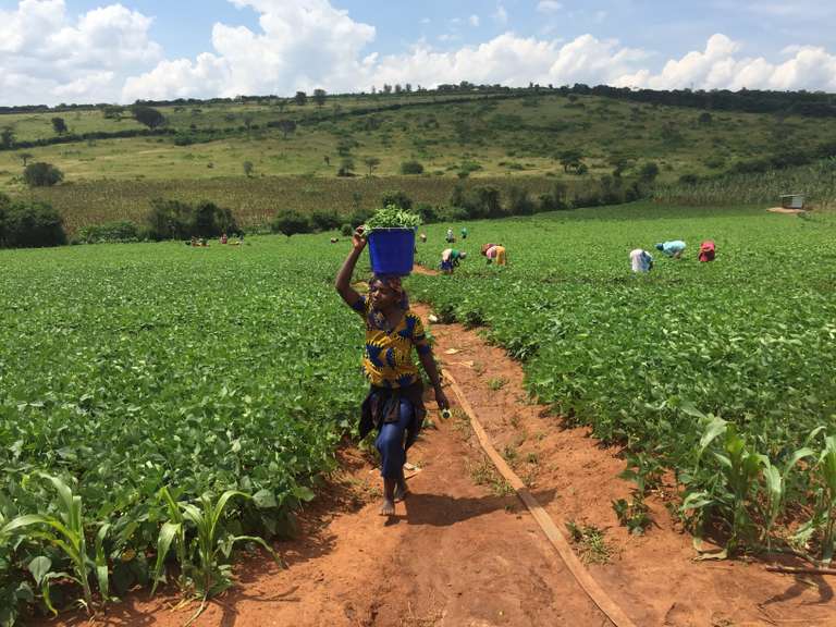 Au Rwanda, une « révolution verte » à marche forcée
