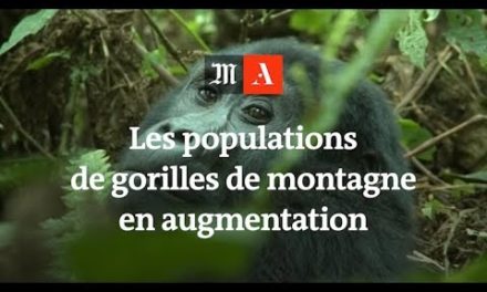 La population des gorilles de montagne dépasse les 1 000 individus
